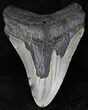 Bargain Megalodon Tooth - North Carolina #21695-1